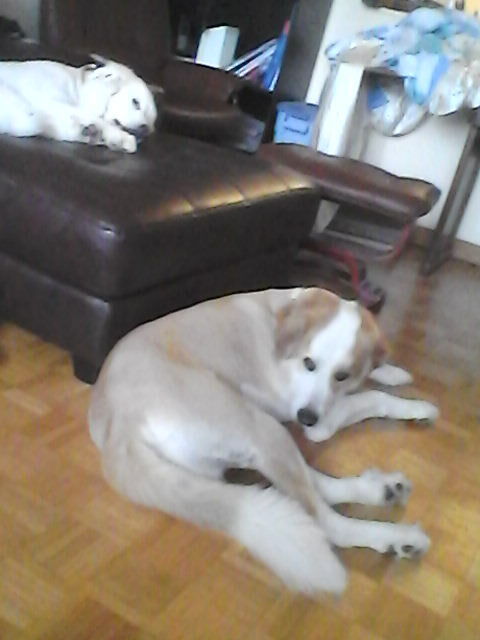 Hjemmeophold Laval 81178