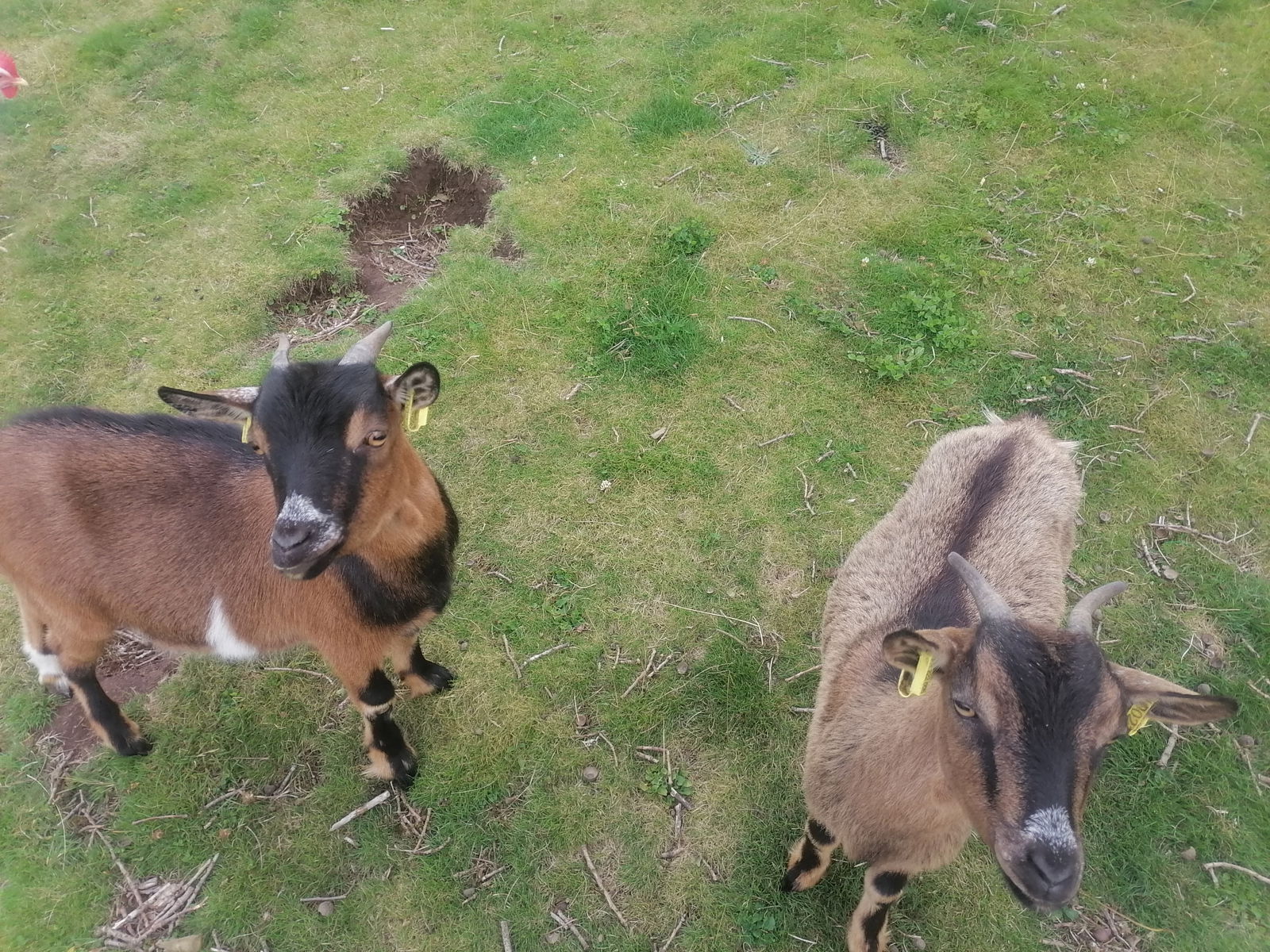 Hjemmeophold Plœuc-L'Hermitage 414241