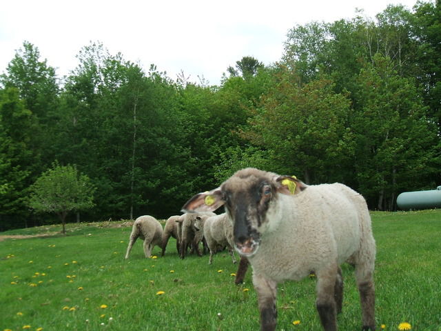 Gæsteværelser Saint-Lambert-de-Lauzon 1361