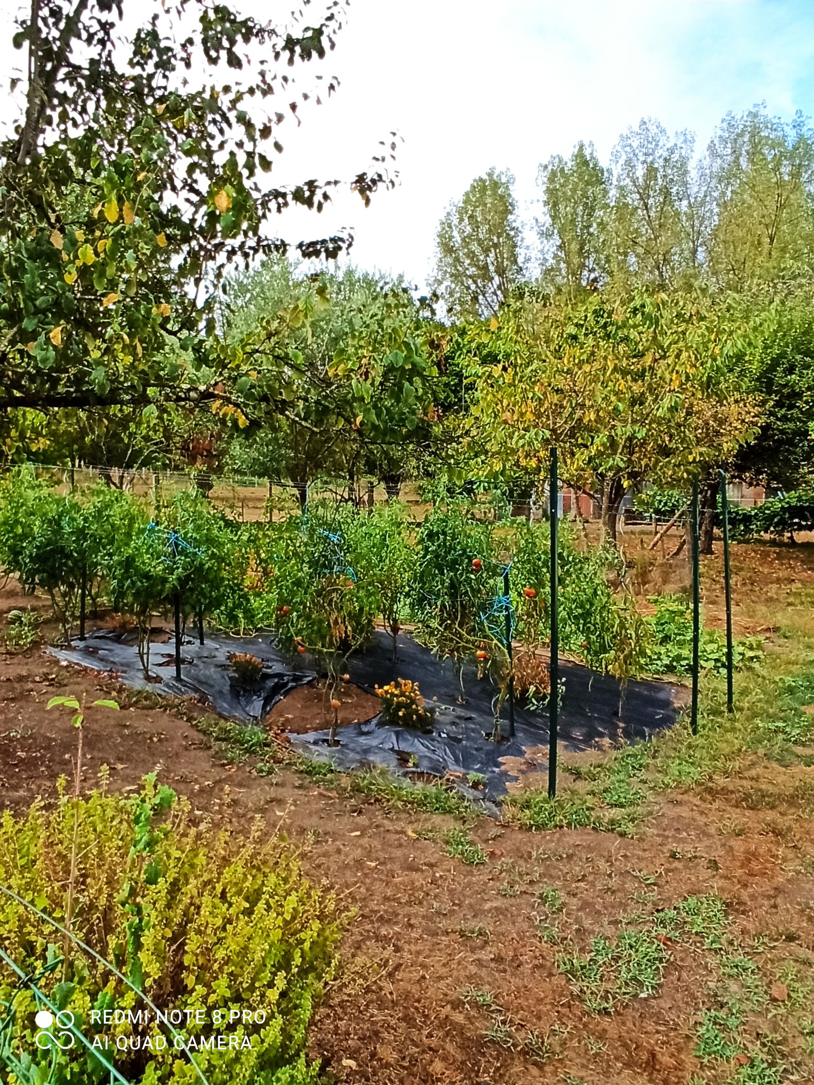 Hjemmeophold Montlieu-la-Garde 486166