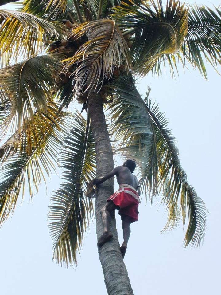 Famiglia Varca 215087