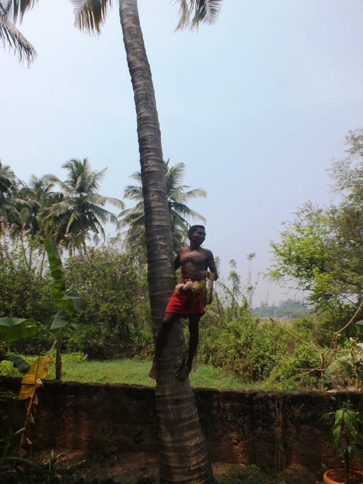 Famiglia Varca 215091