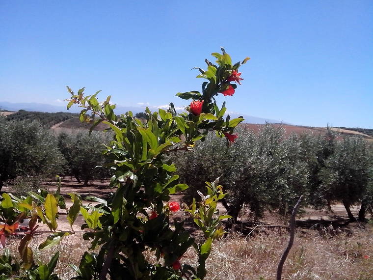 Chambre À Louer Cijuela 63527