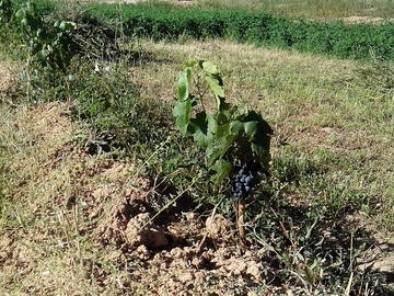 Chambre Chez L'habitant Cijuela 63527-5