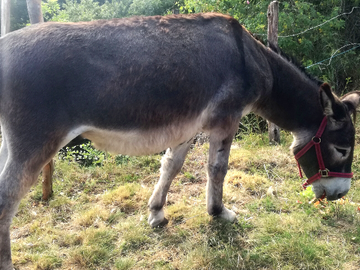 Logement Entier Monts-De-Randon 363147-16