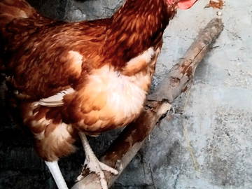 Logement Entier Monts-De-Randon 363147-22