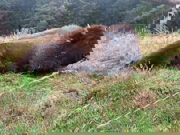 Logement Entier Monts-De-Randon 363147-27