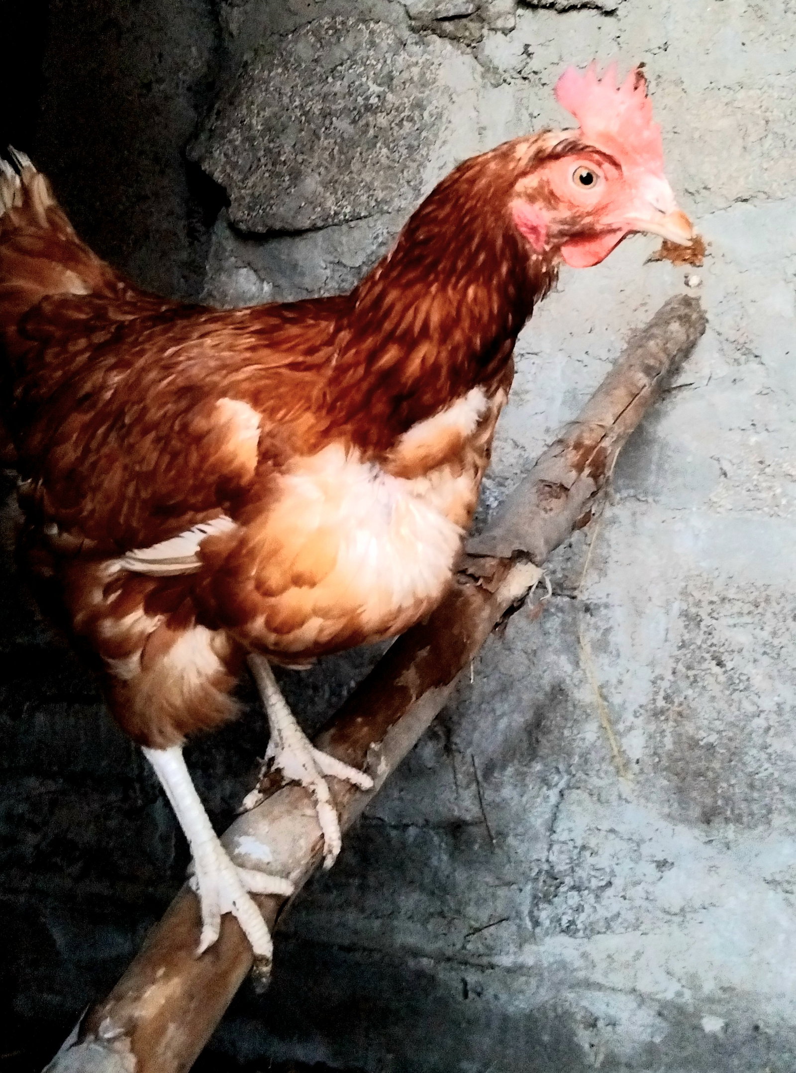 Casa Inteira Monts-de-Randon 363147