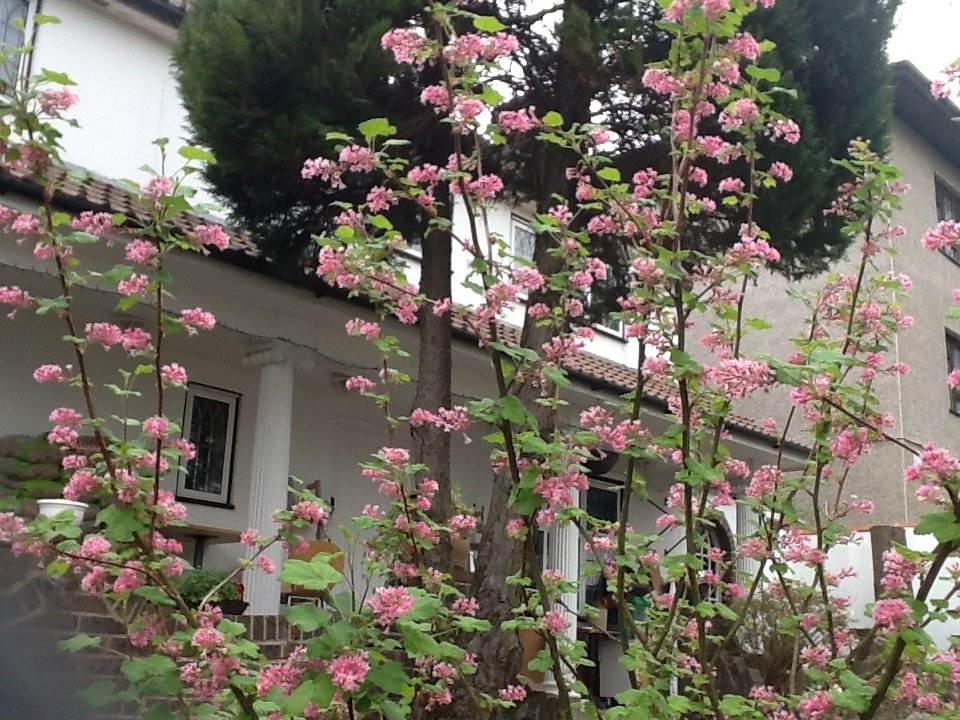 Homestay London 195088