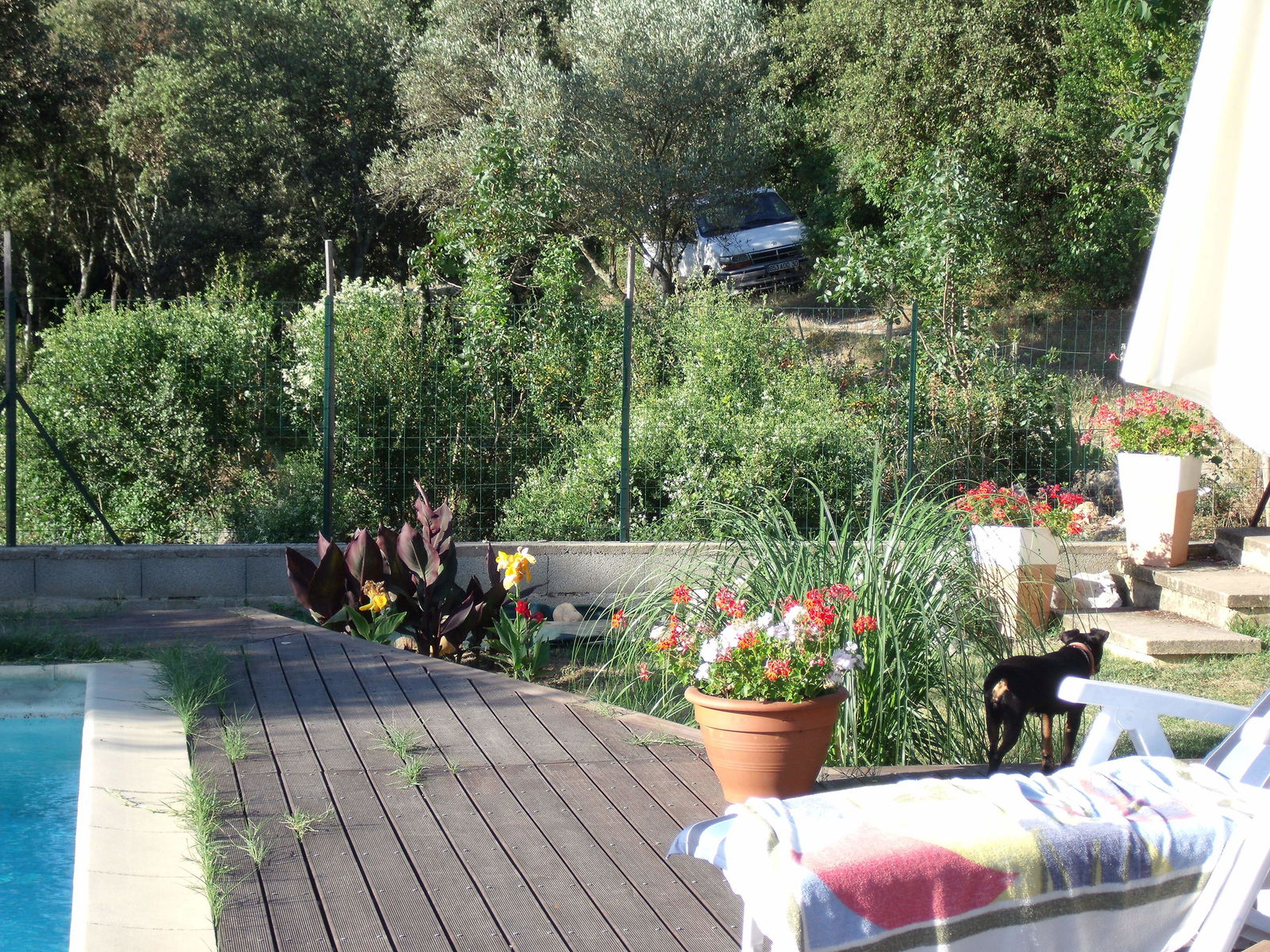 Colocación Collias 158143