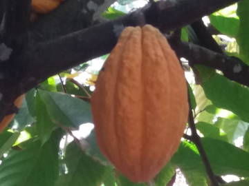 Logement Entier Bas Vent 180962-8