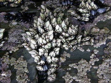 Logement Entier Viveiro 46630-8