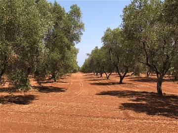 Logement Entier San Vito Dei Normanni 212743-6