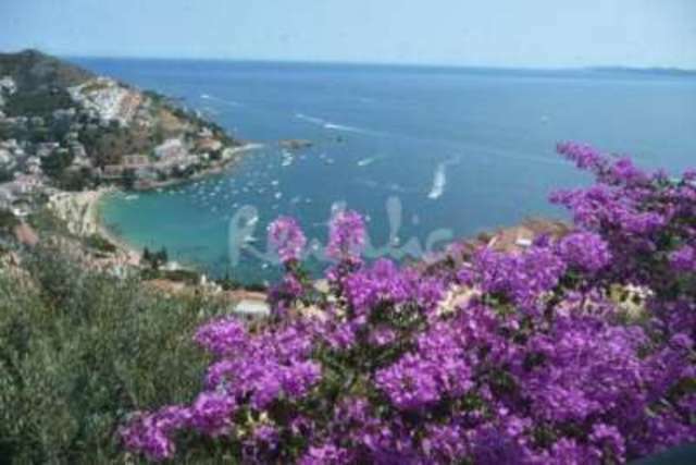 Independent Studio Roses 15655