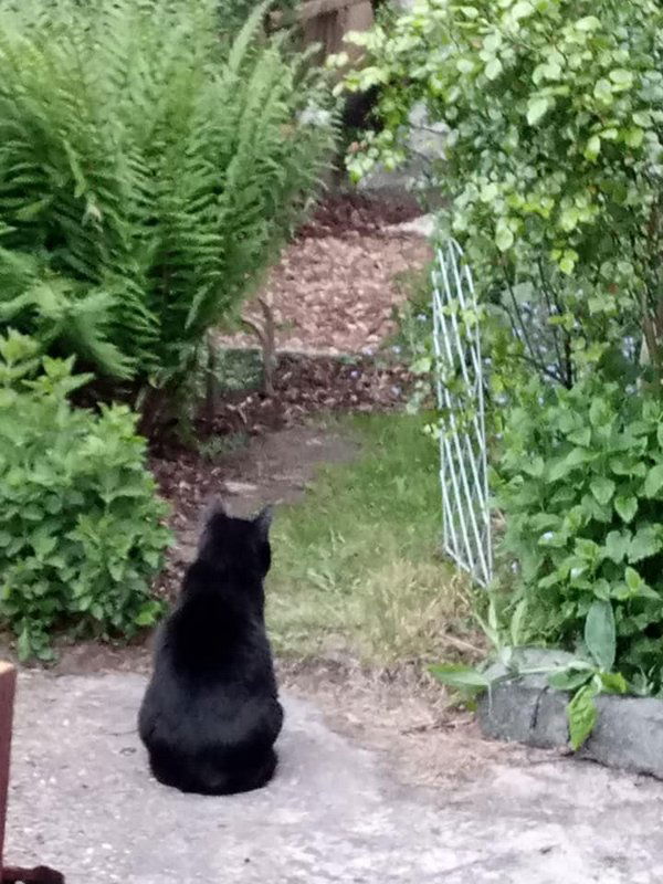 Colocatie Schaerbeek 526041