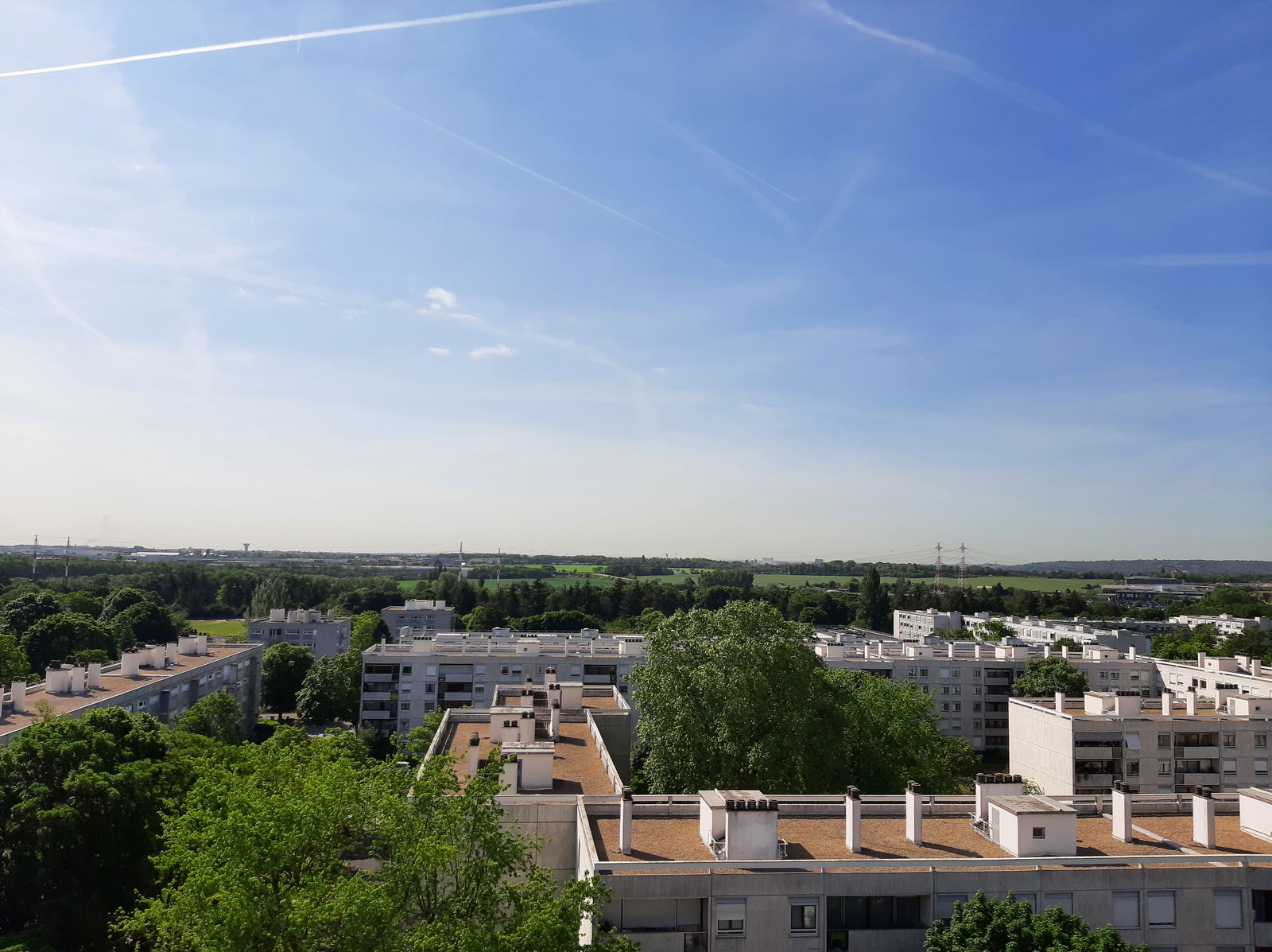 Kolokasie Massy 579673