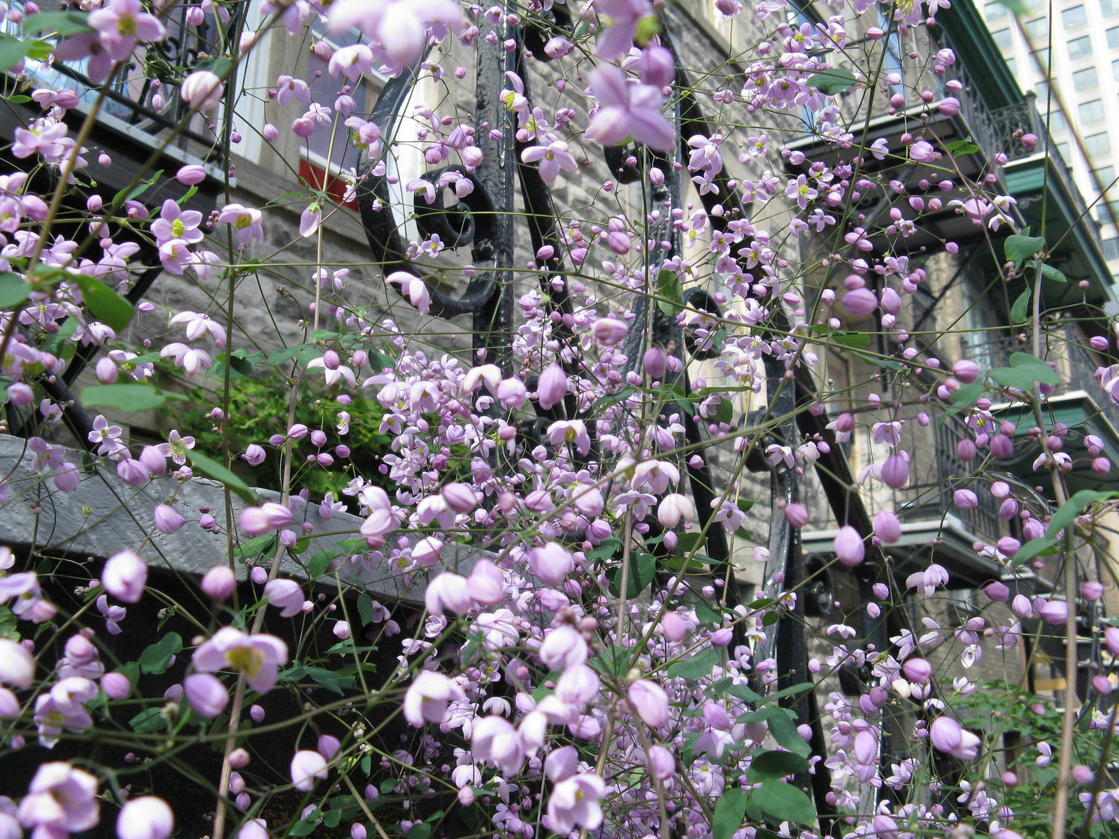 Colocatie Montréal 119188