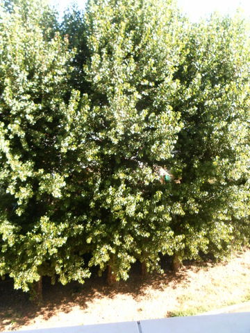 Kotimajoitus Mandelieu-la-Napoule 29483