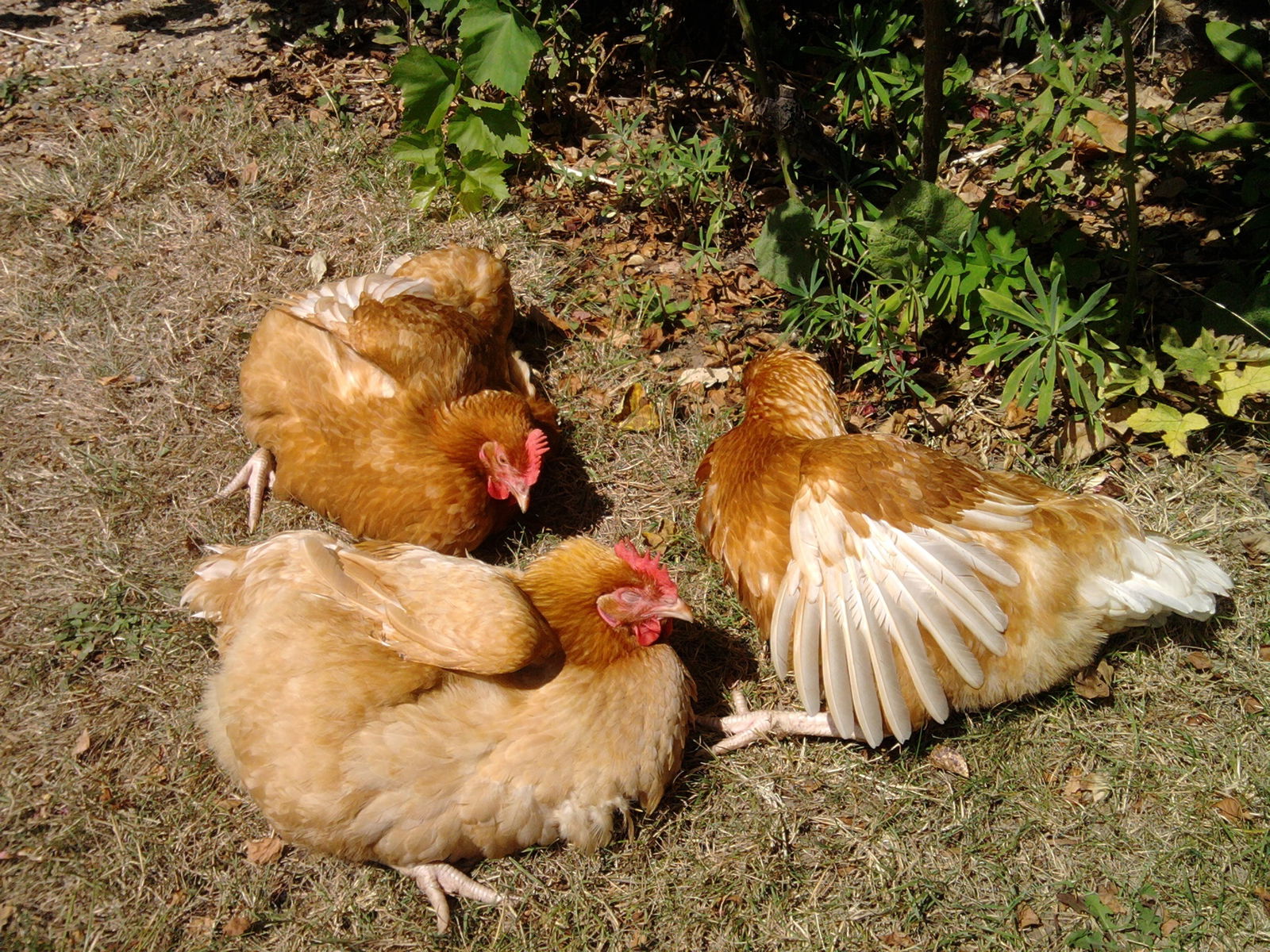 Kolokation Civry-la-Forêt 90096