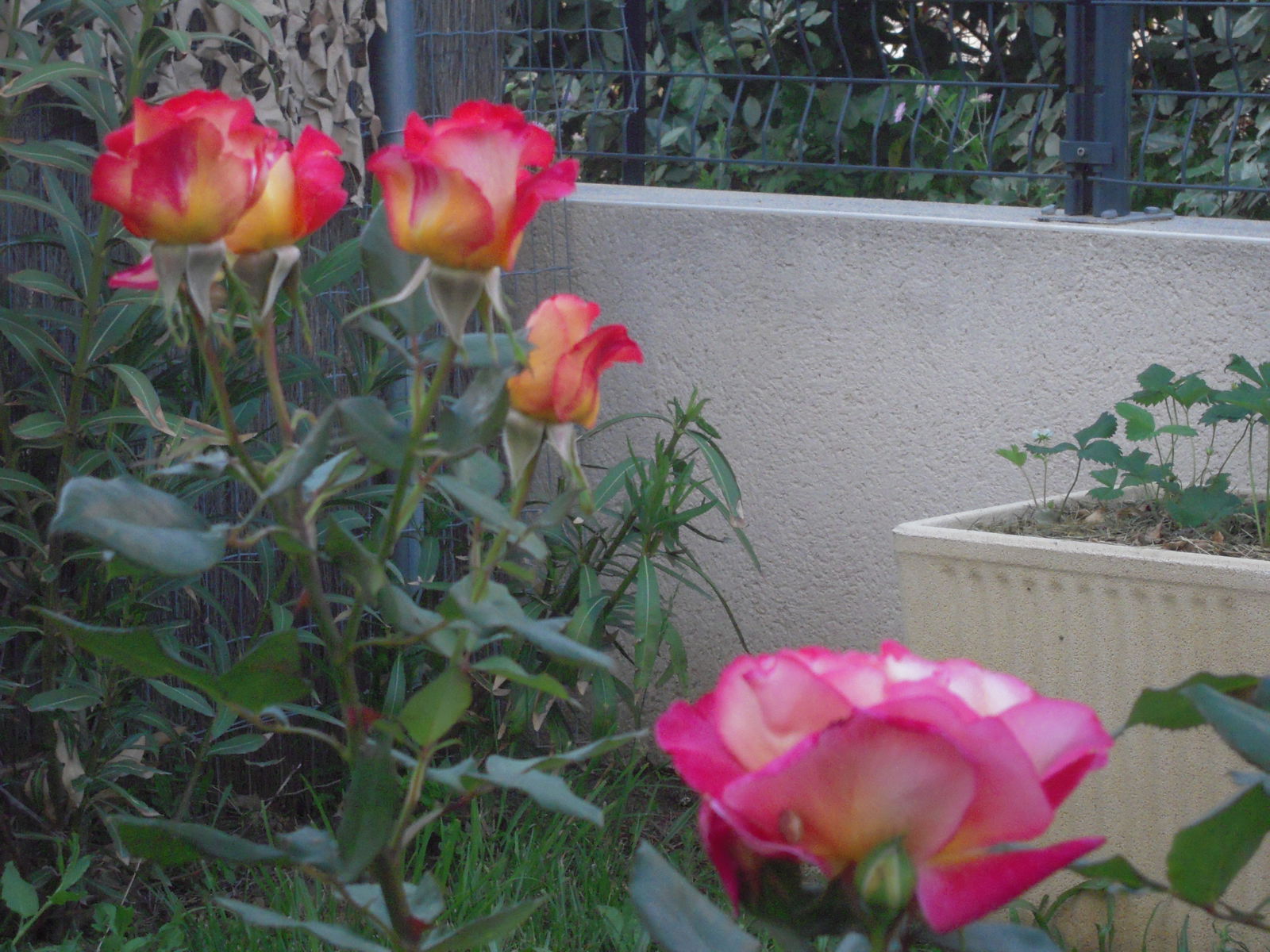 Gastfamilie Montpellier 78050