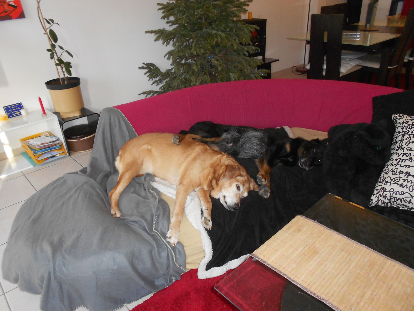 Gastfamilie Houilles 88996