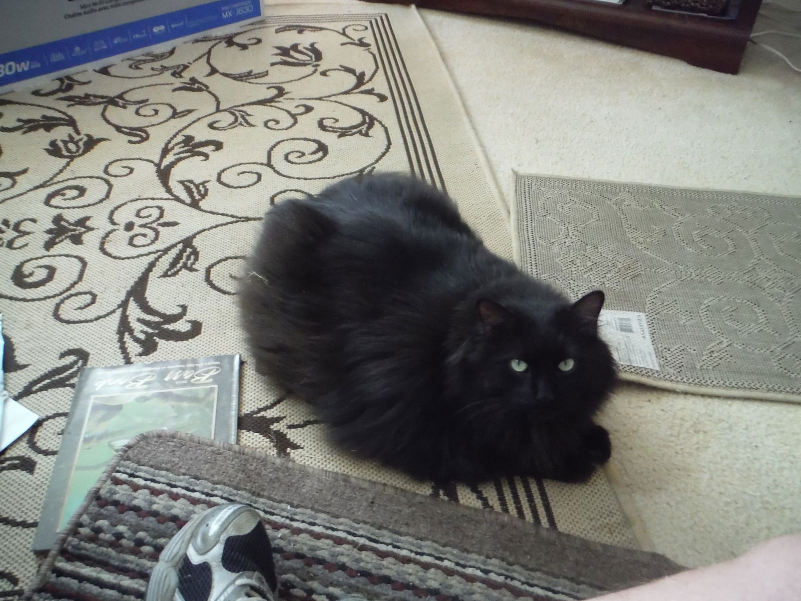 Gastfamilie Shady Side 193471