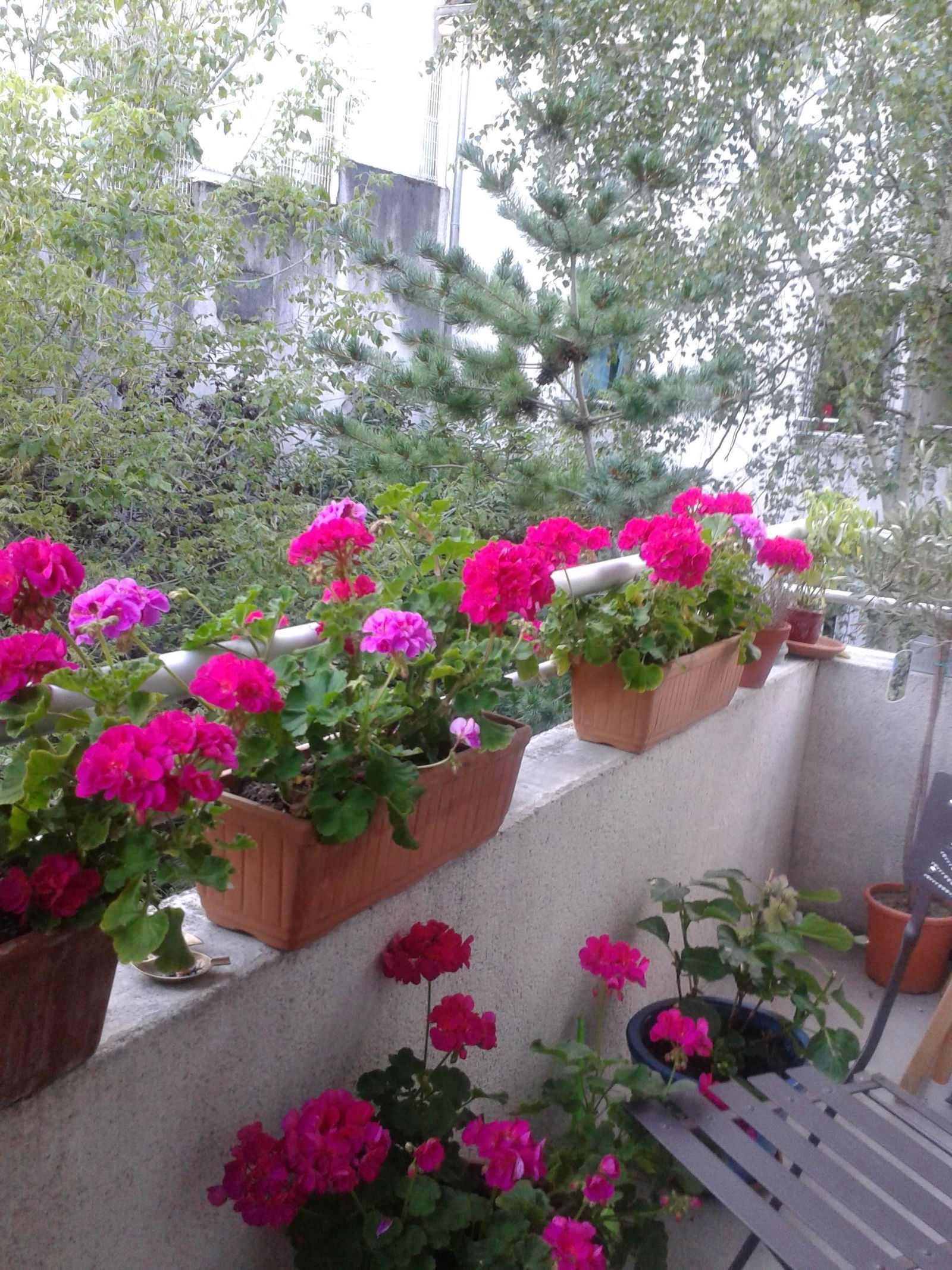 Gastfamilie Chaville 87734