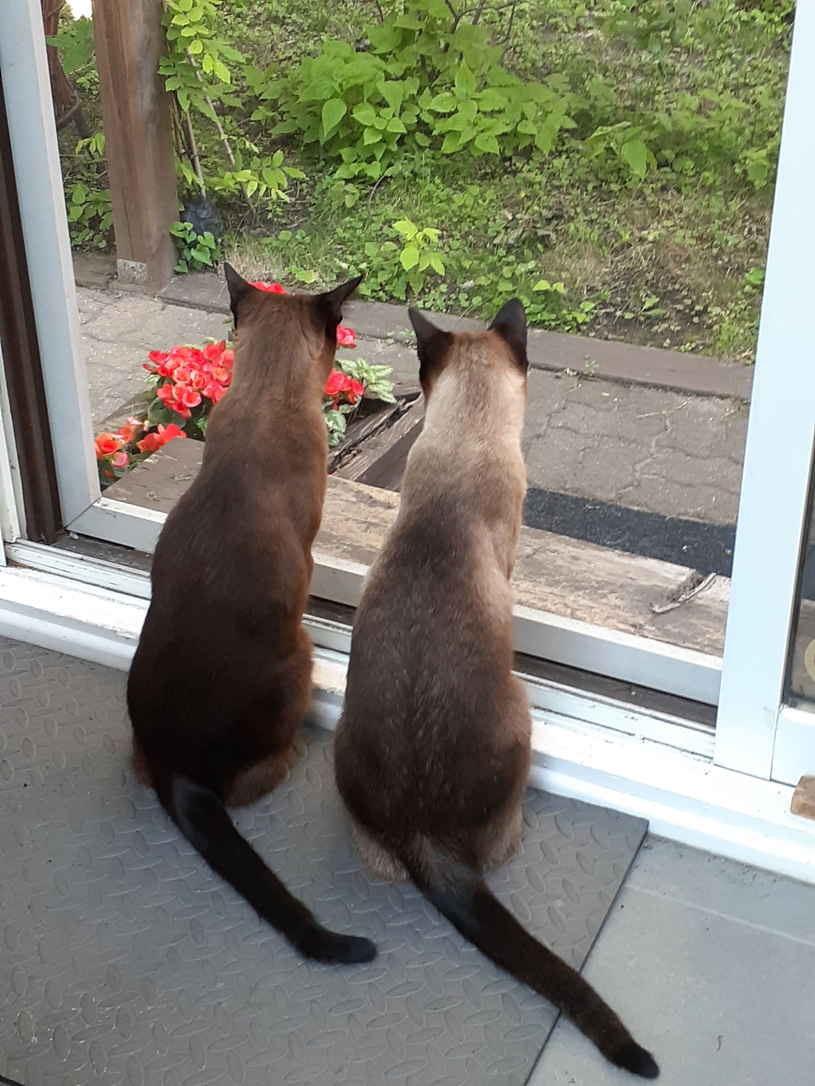 Gastfamilie Montréal 262286