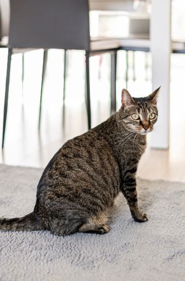 Gastfamilie Soucieu-en-Jarrest 241536