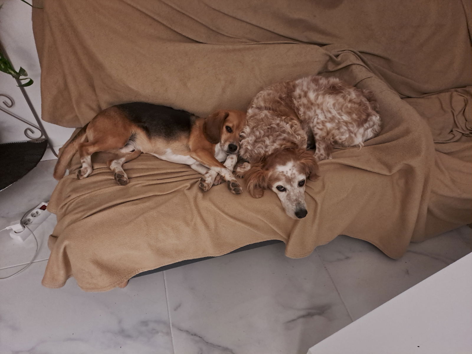 Gastfamilie Montpellier 241099