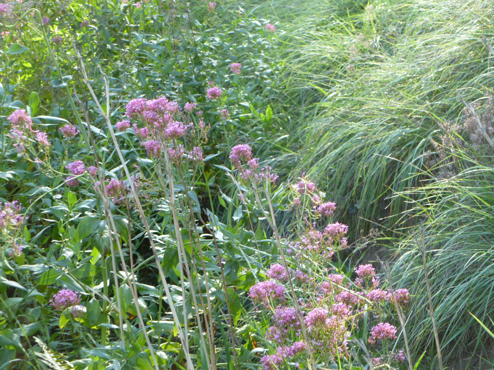 Gastfamilie Monnetier-Mornex 26184