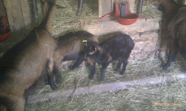 Gastfamilie Audrix 44264