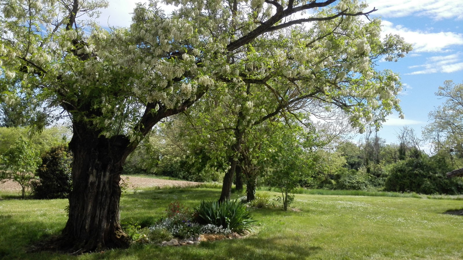 Kolokation Layrac-sur-Tarn 58574