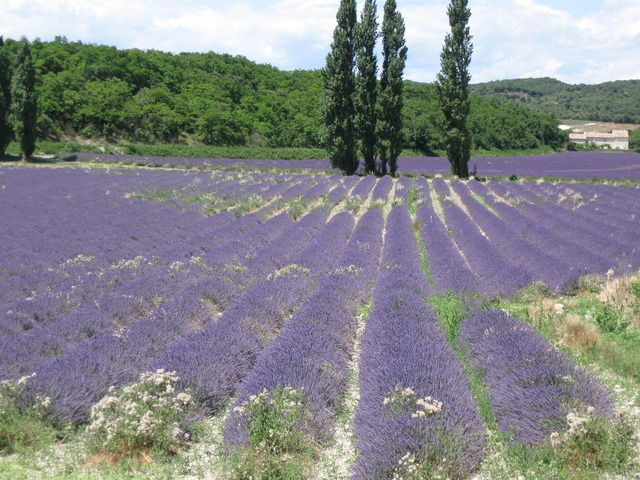 Gastfamilie Livron-sur-Drôme 35699