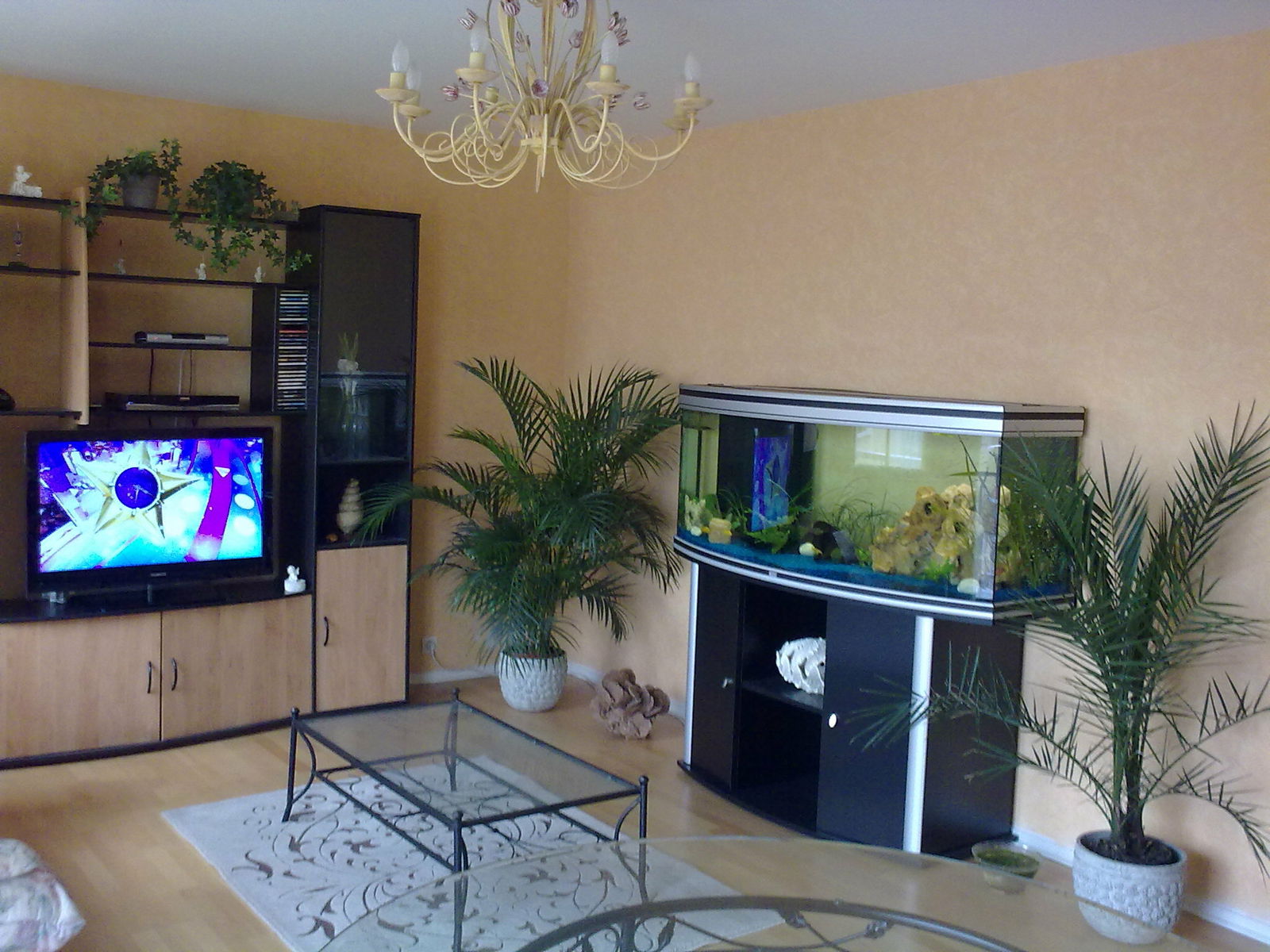 Kolokation Courbevoie 18881