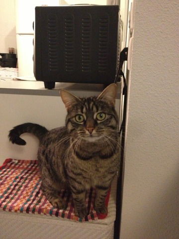 Kolokation Toulouse 42044