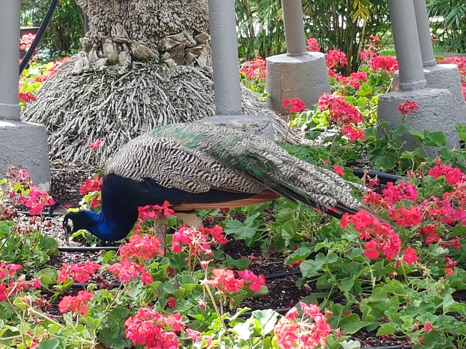 Unabhängiges Studio Anna 113878