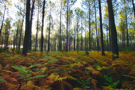 Unabhängiges Studio Mimizan 94765