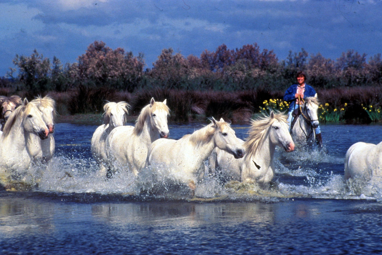 Hele Huis Saint-Laurent-d'Aigouze 87387