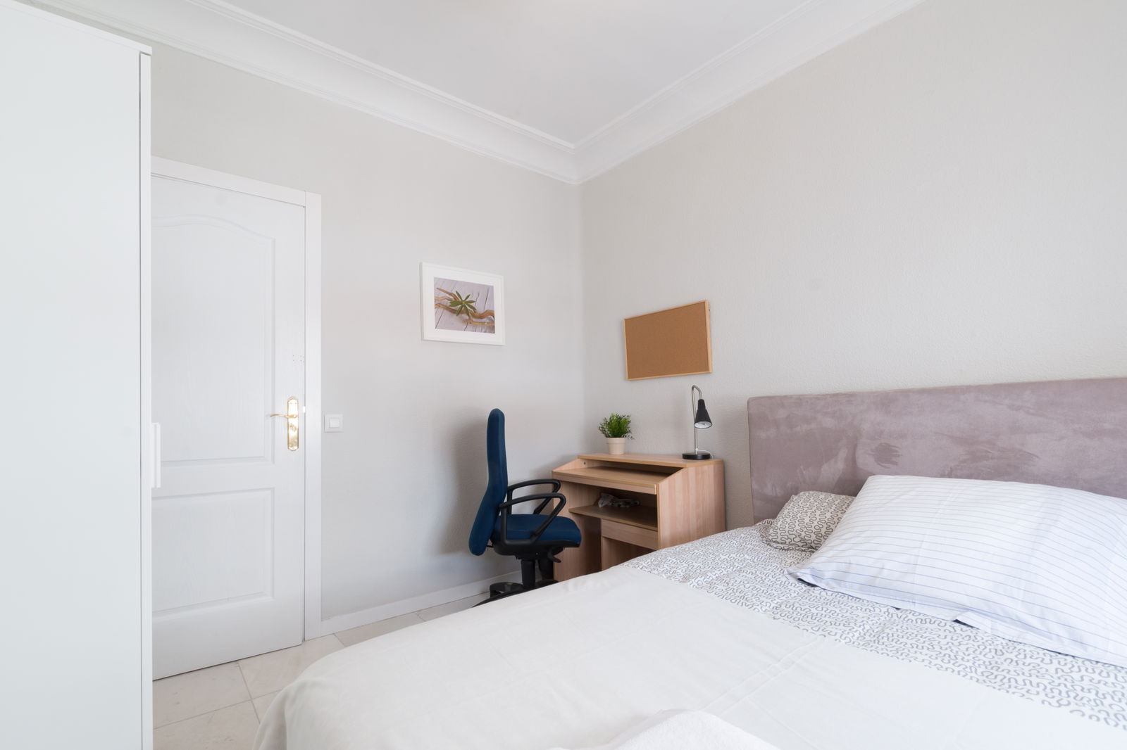 Kolokasie Madrid 133286