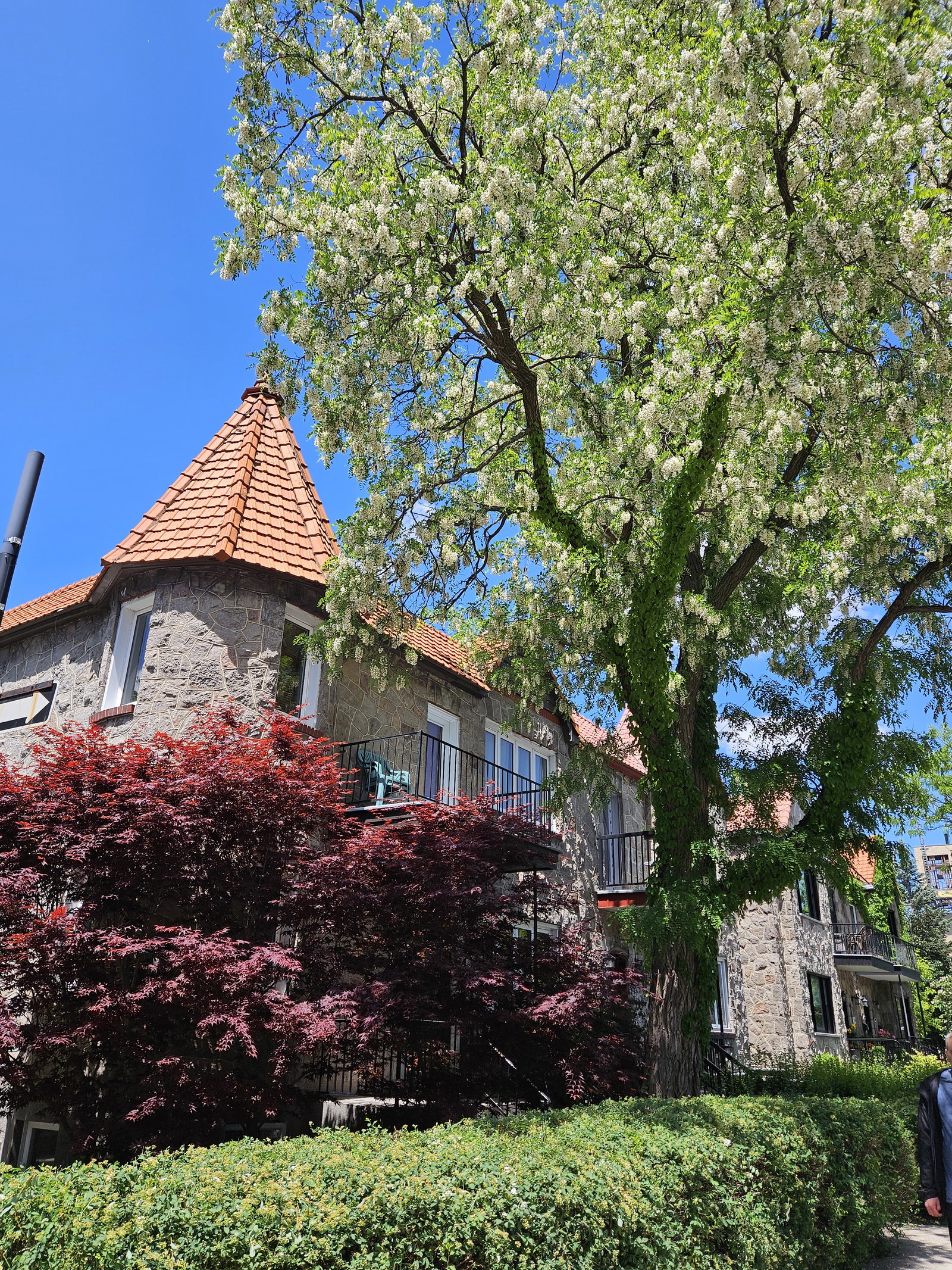 Homestay Montréal 277199