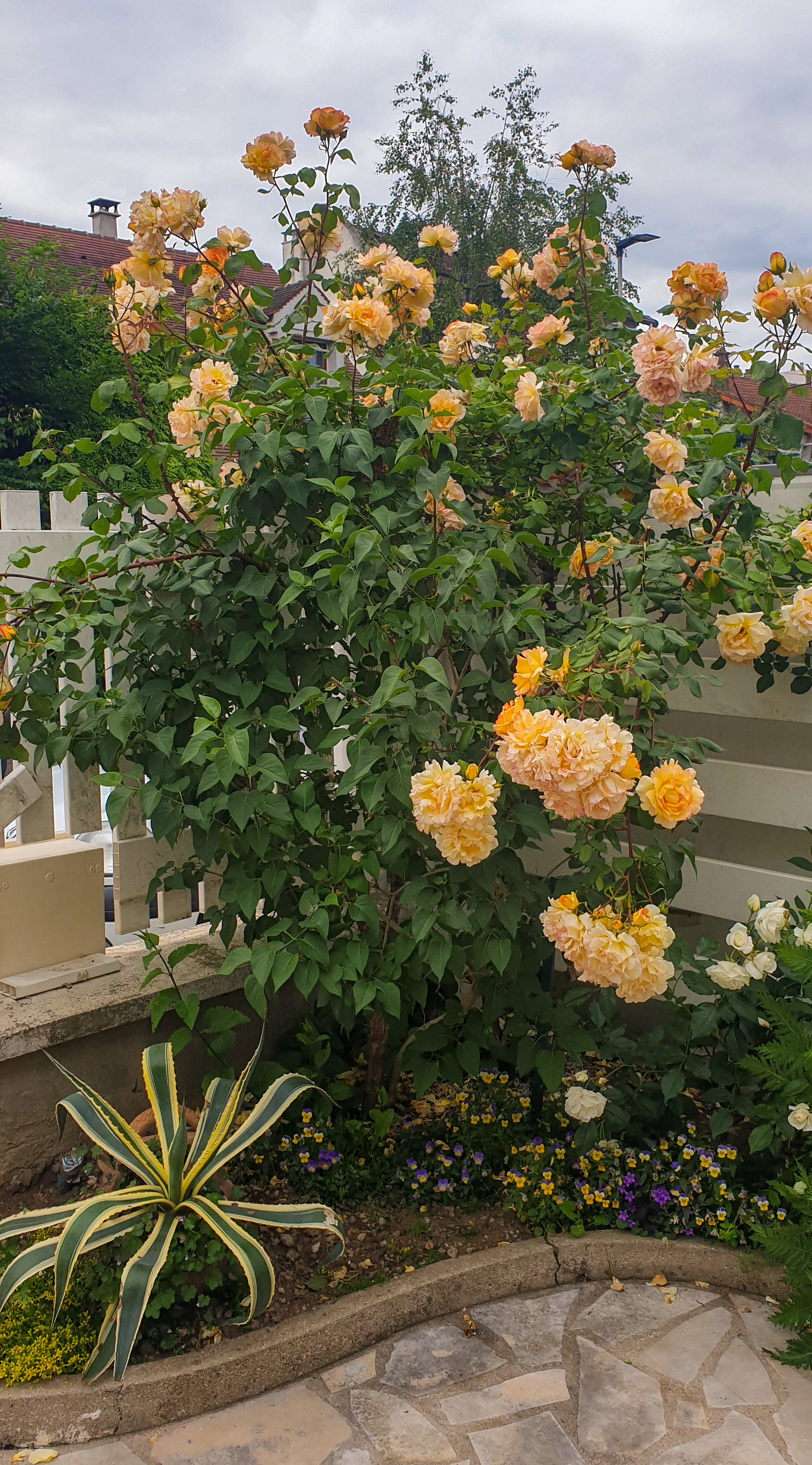 Homestay Champigny-sur-Marne 662800