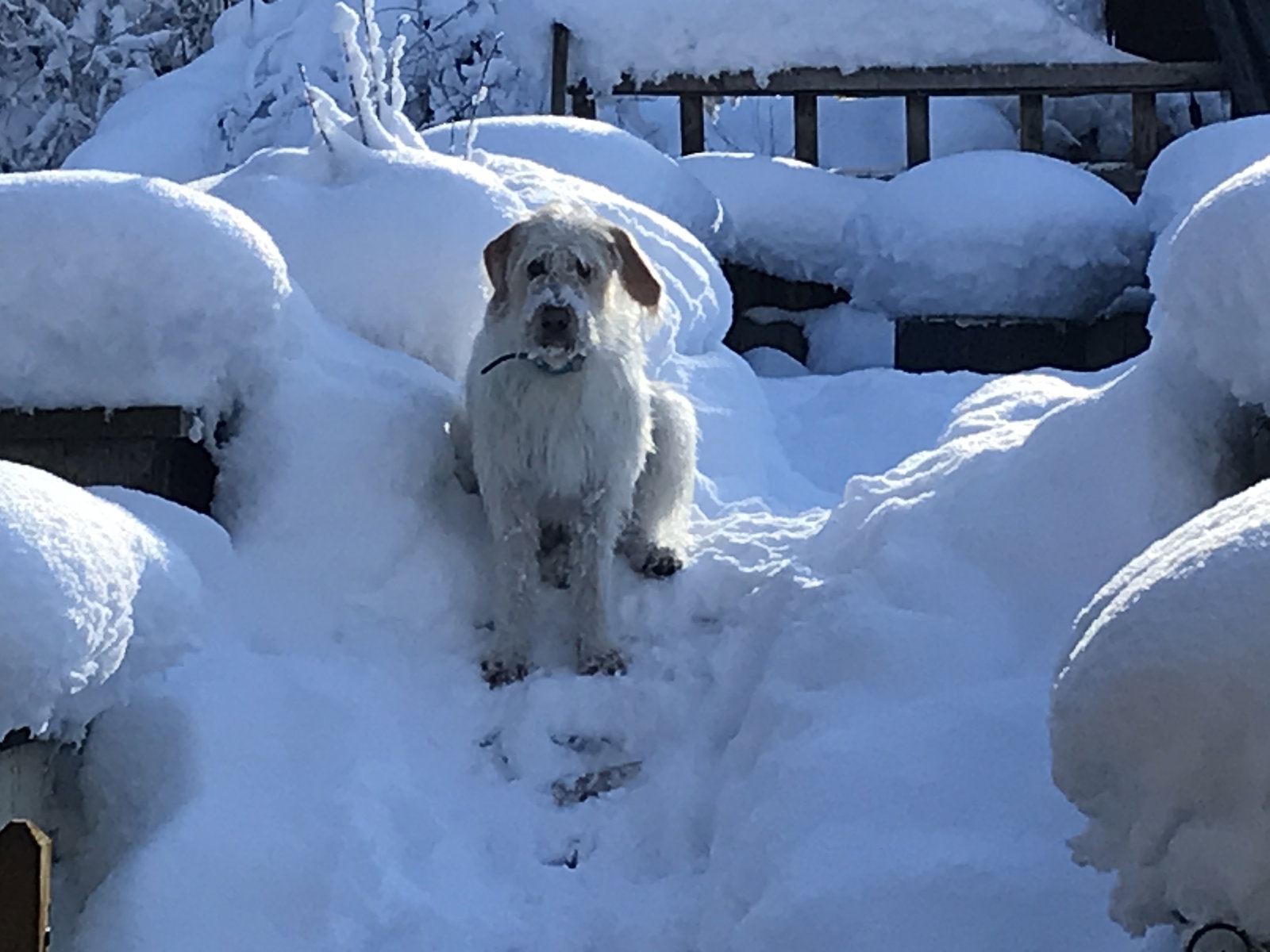 Gaascht Zëmmeren Morillon 581722