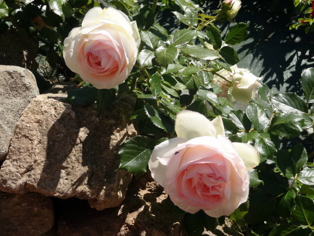 Gaascht Zëmmeren Matour 98953