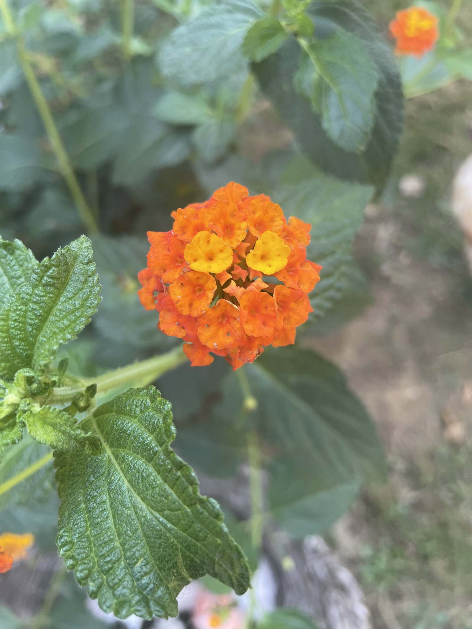 Homestay Saint-Nizier-le-Bouchoux 62066