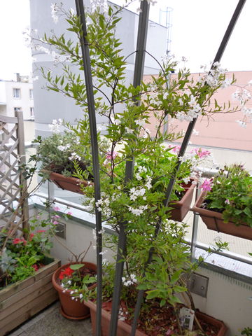 Homestay Paris 43085