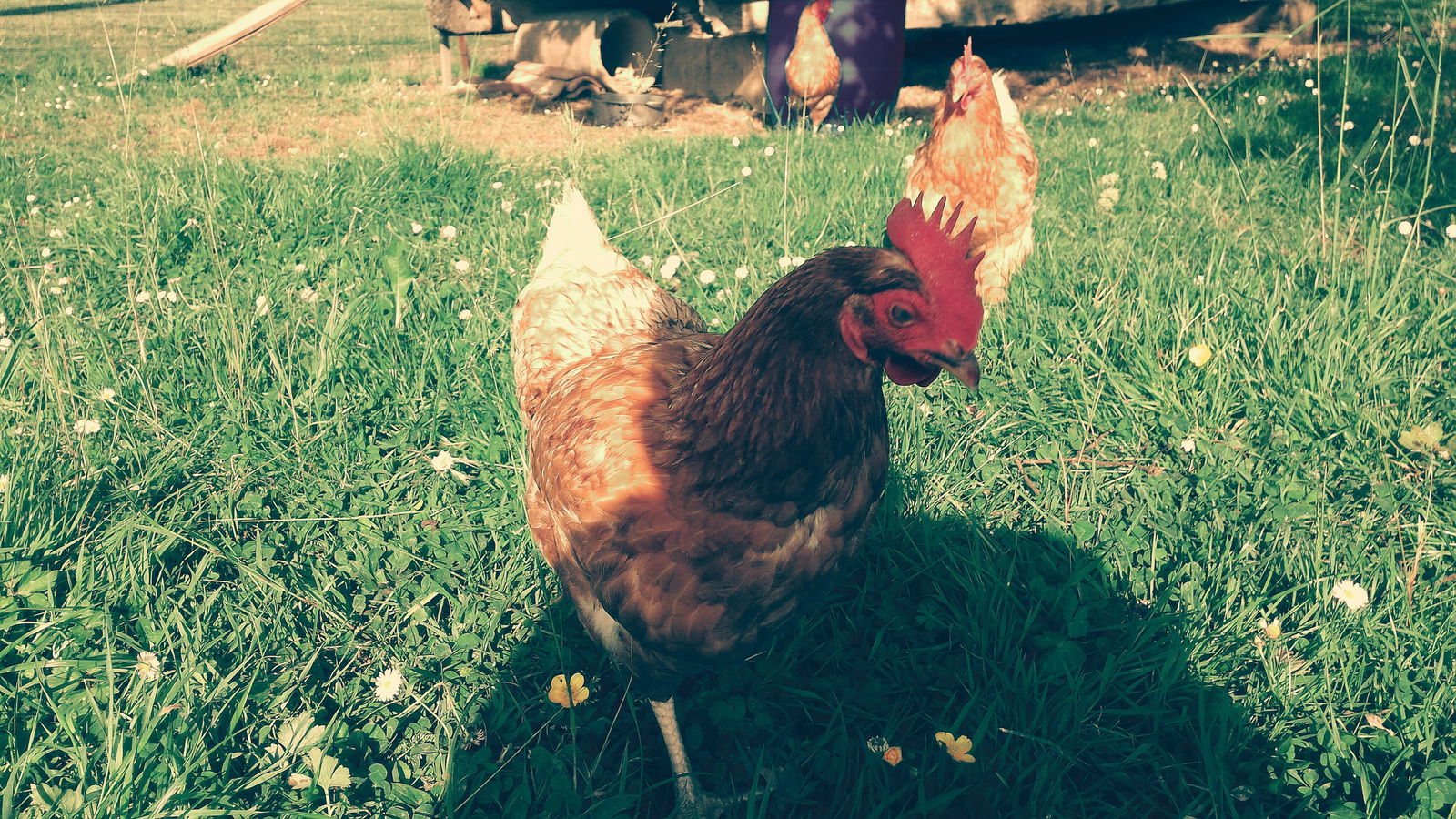 Homestay Montestruc-sur-Gers 104567