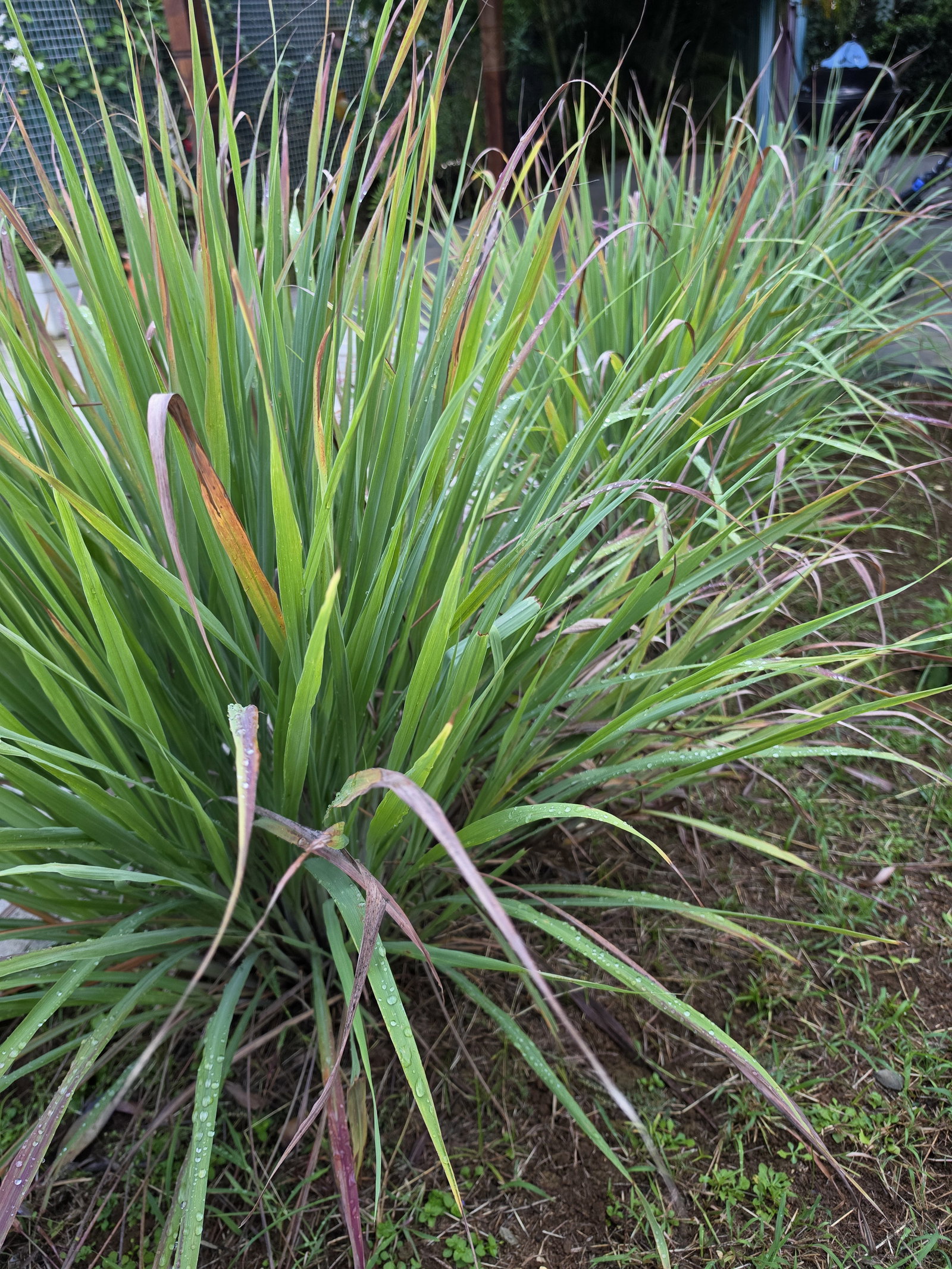 Homestay Petit-Bourg 662411