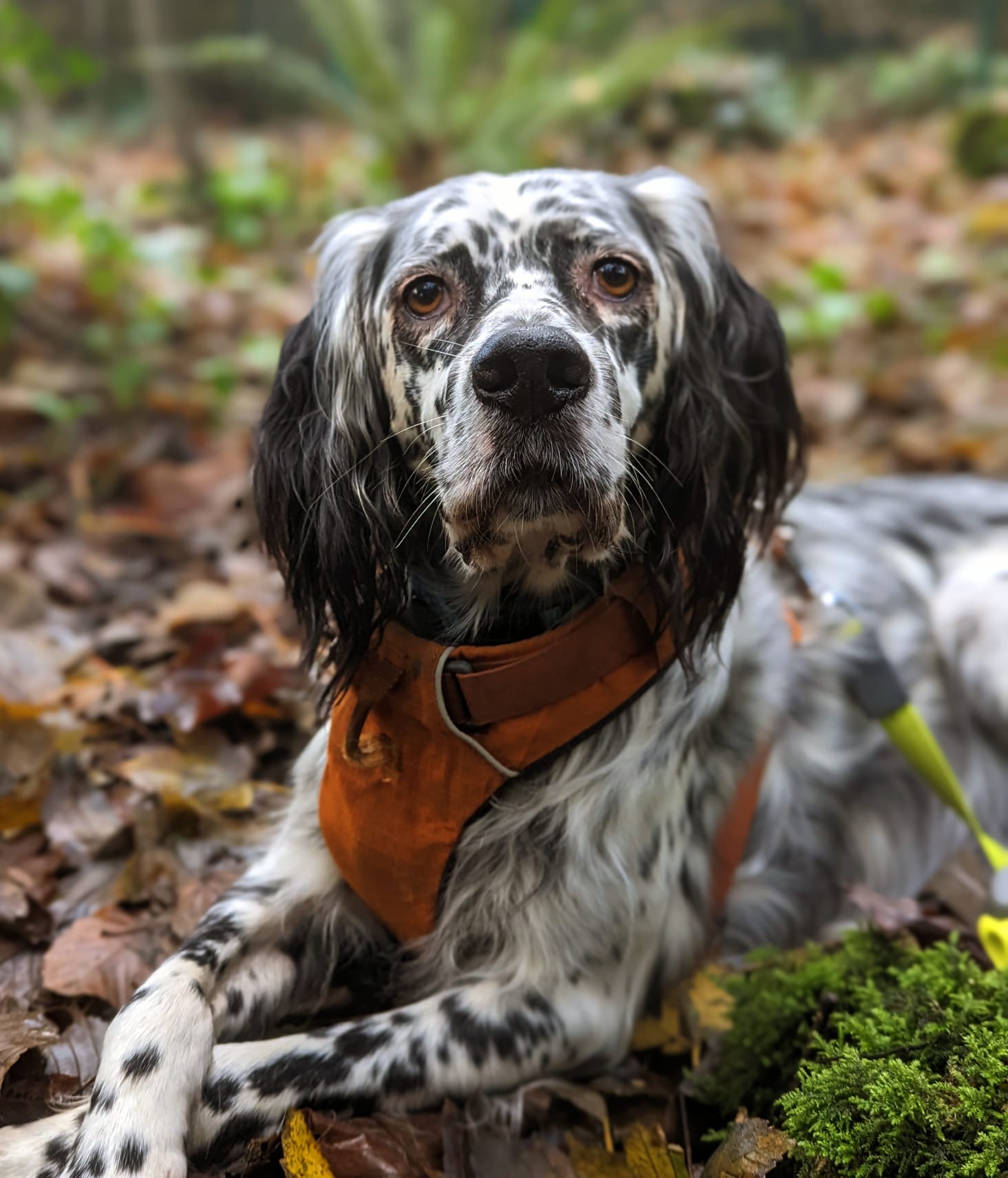 Gastfamilie Brest 252080