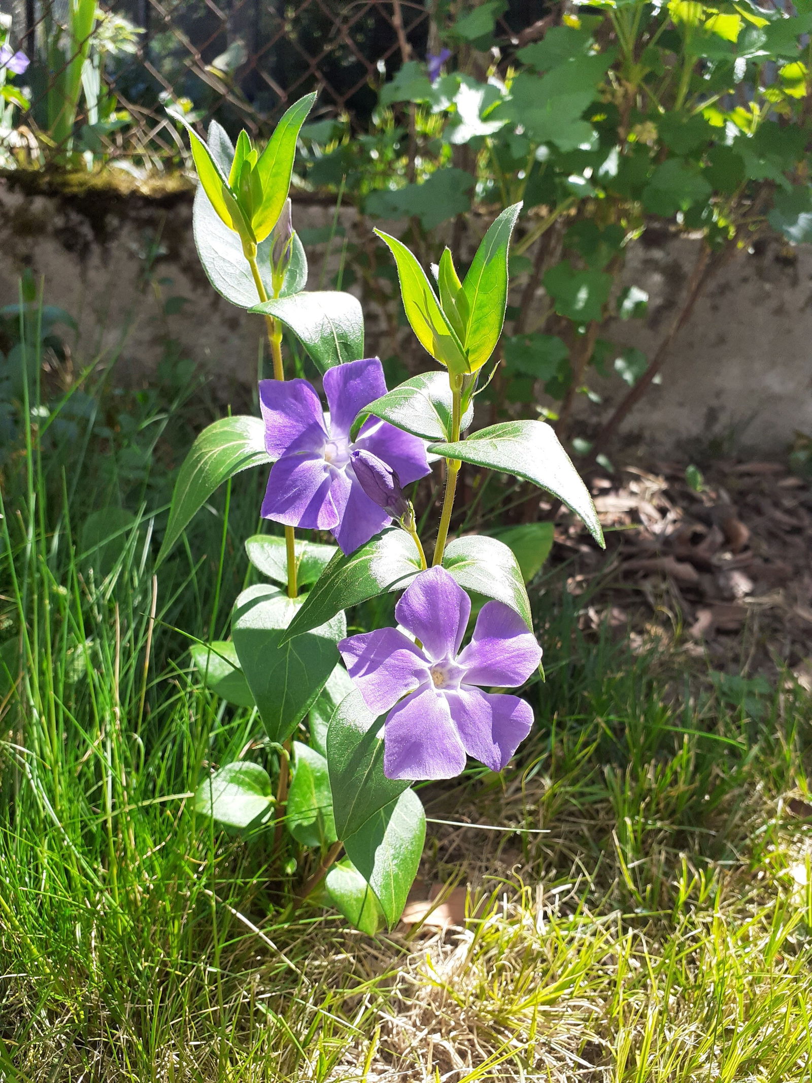 Gastfamilie Gaillard 258817